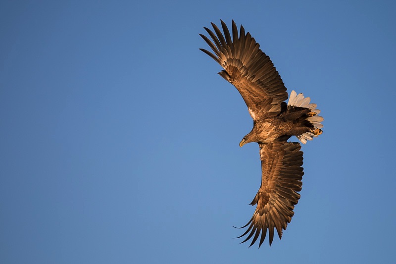 birds Lofoten